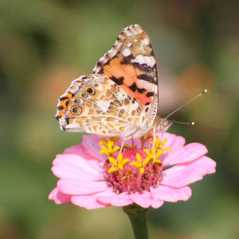 Vanessa cardui